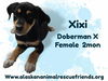 adoptable Dog in , AK named King Julien Litter - Xixi