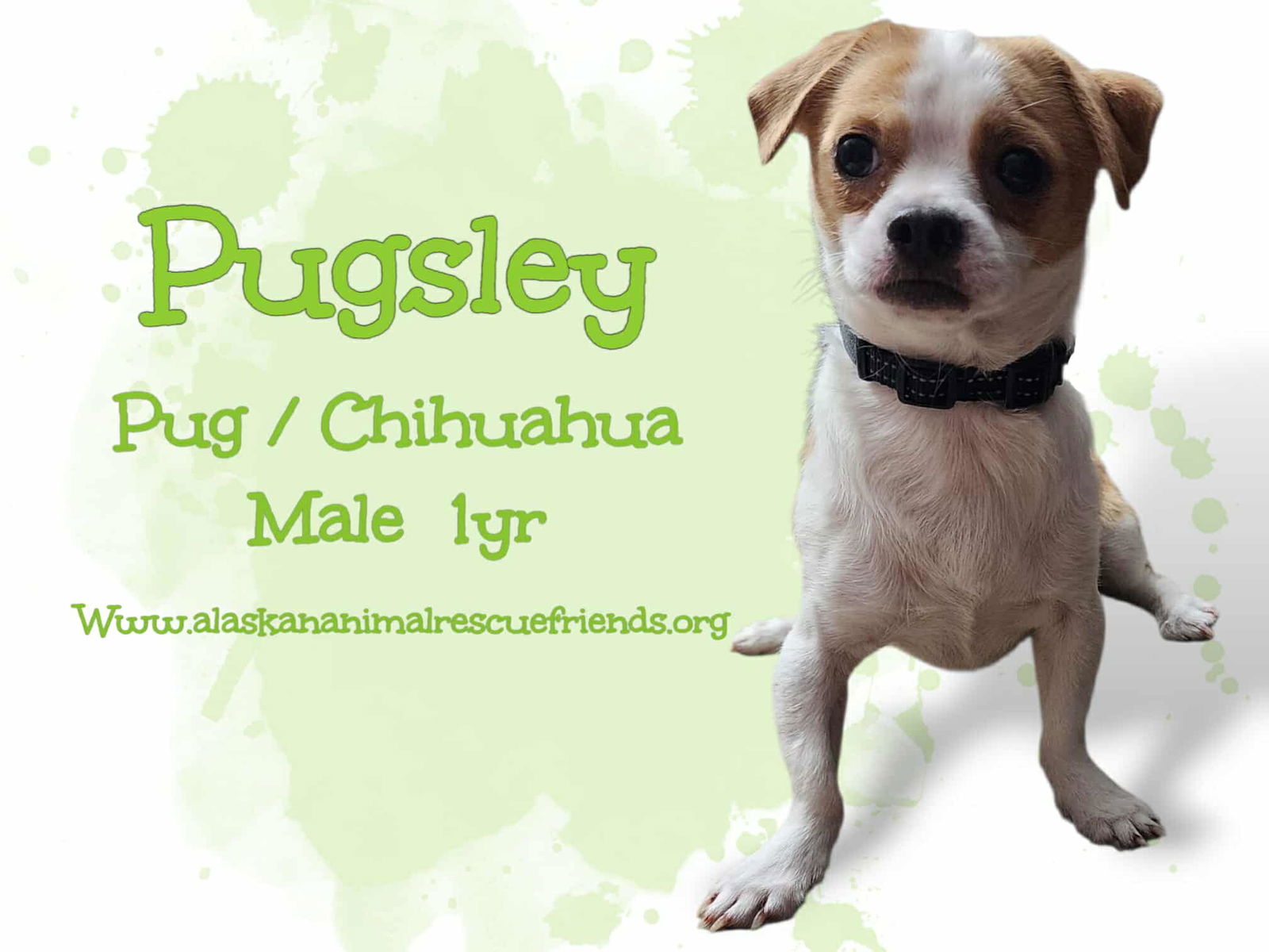 adoptable Dog in Anchorage, AK named Pugsly