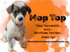 adoptable Dog in , AK named MopTop