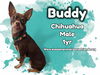 Buddy