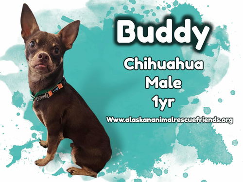 Buddy
