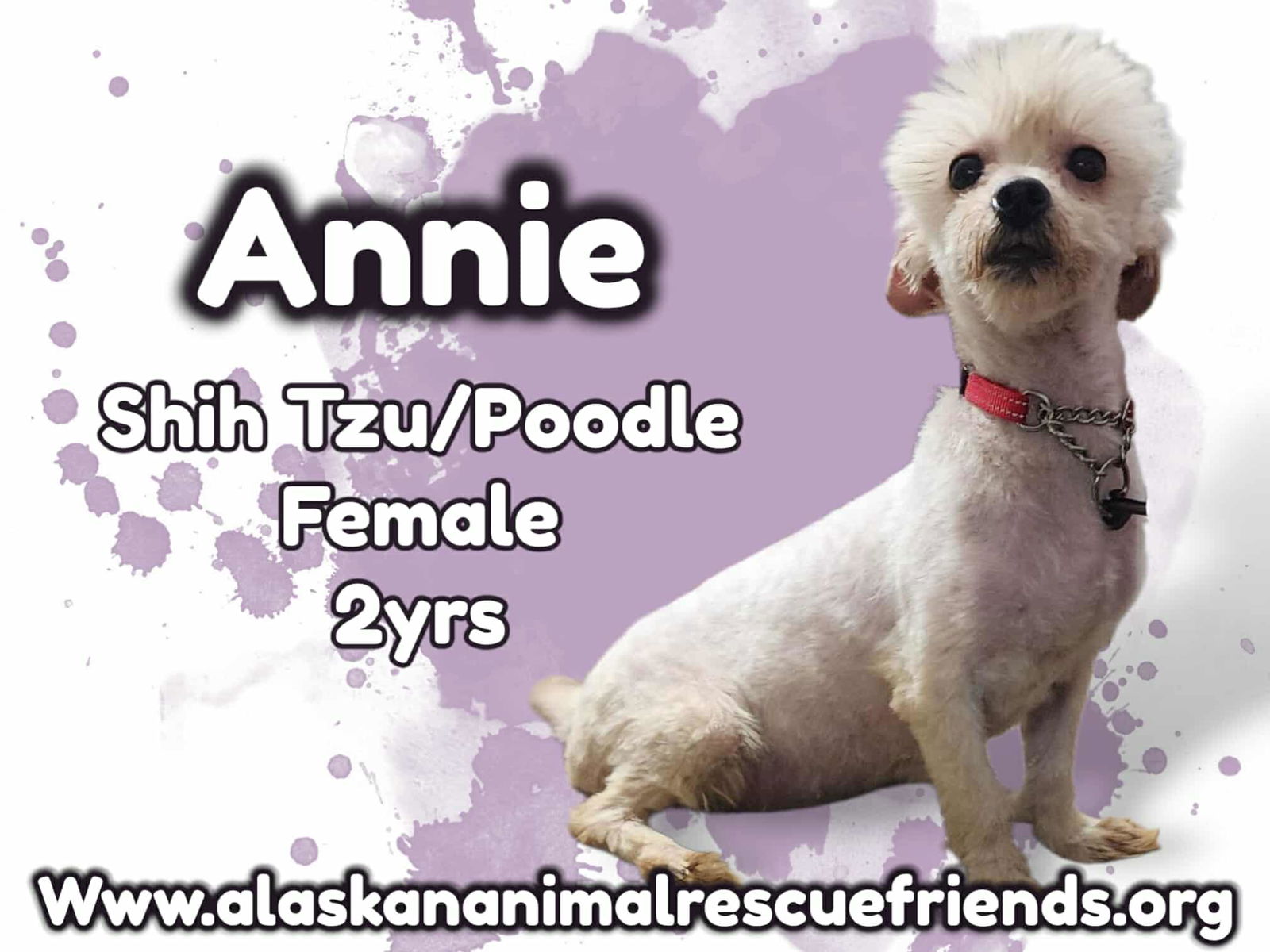 adoptable Dog in Anchorage, AK named Annie
