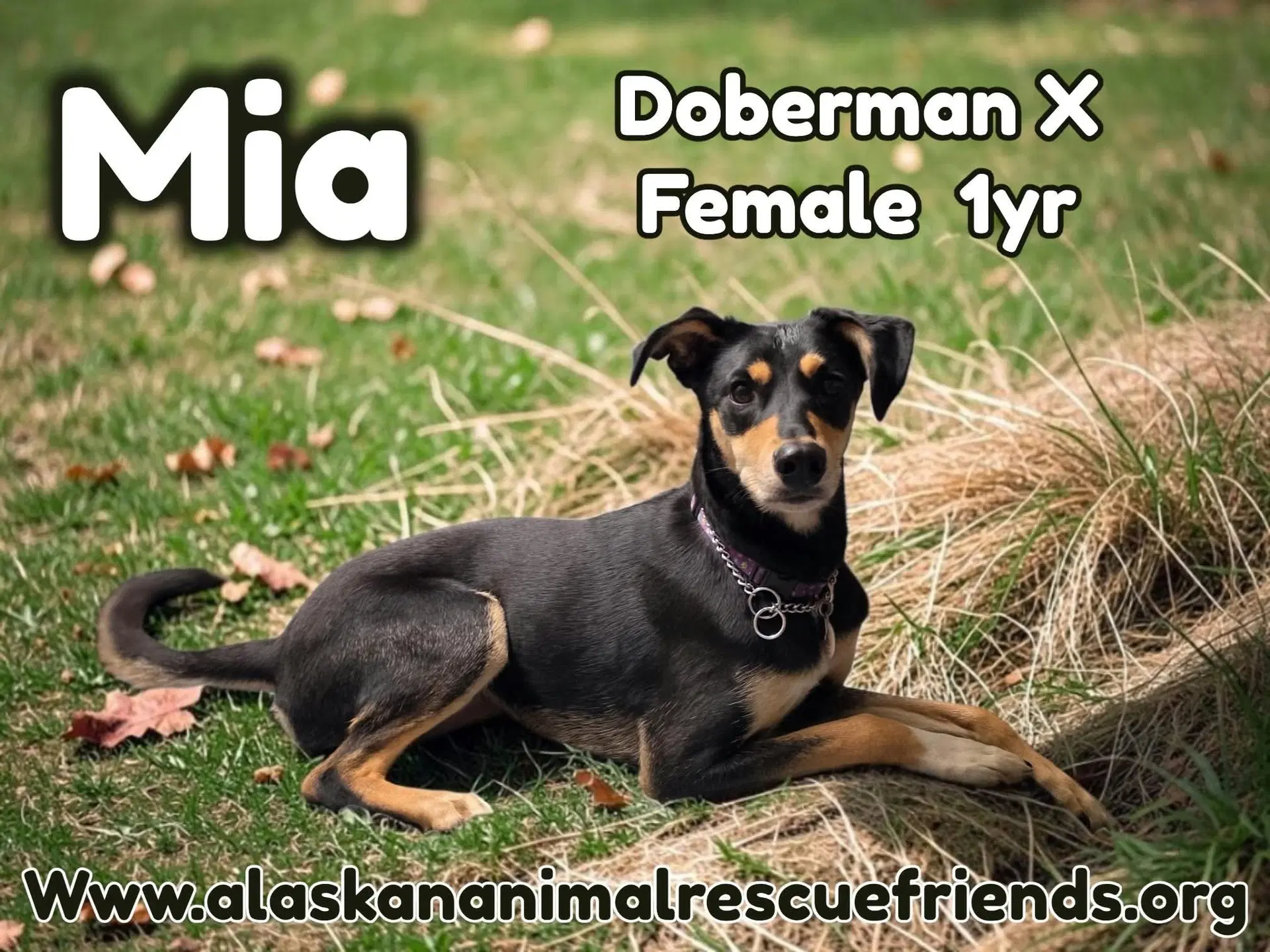 Mia - Doberman Pinscher