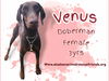 Venus