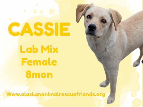 Cassie