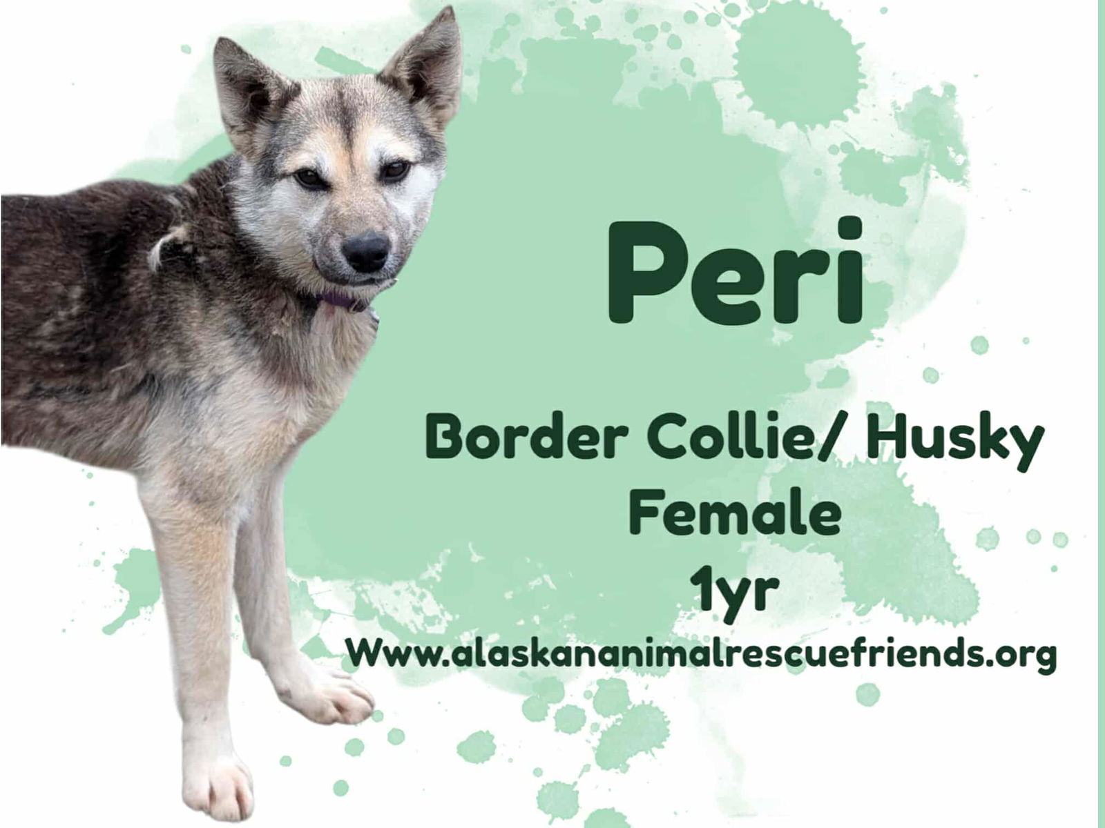 adoptable Dog in Anchorage, AK named Peri