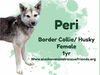 adoptable Dog in , AK named Peri