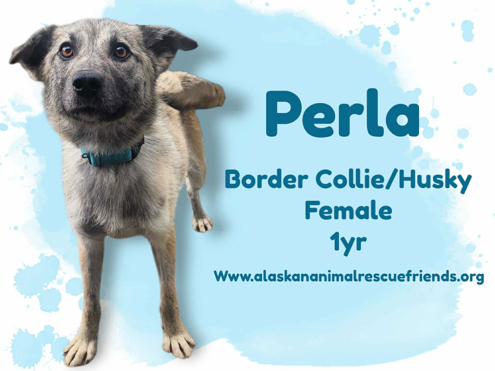 adoptable Dog in Anchorage, AK named Perla