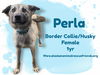 adoptable Dog in , AK named Perla
