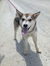 adoptable Dog in , AK named Sasha