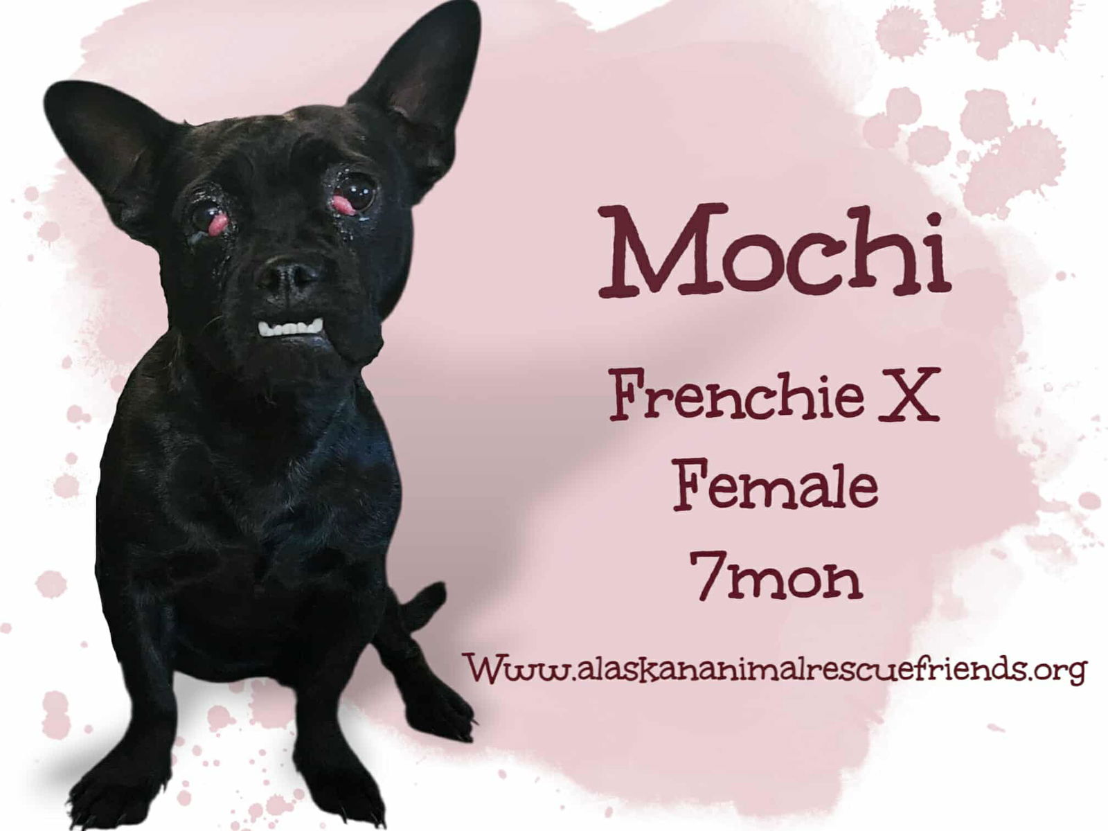 adoptable Dog in Anchorage, AK named Mochi