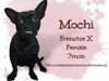 adoptable Dog in , AK named Mochi