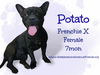 adoptable Dog in , AK named Potato