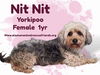 adoptable Dog in , AK named NitNit