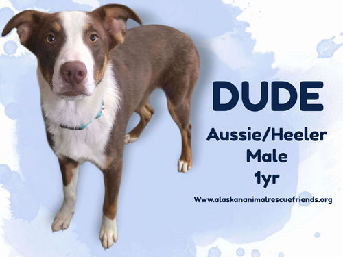 Dude