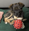 adoptable Dog in  named Pillsbury