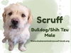 adoptable Dog in , AK named Scruff