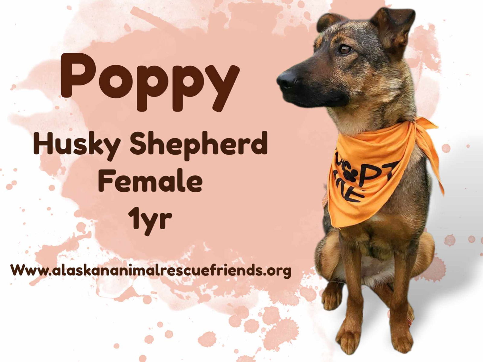 adoptable Dog in Anchorage, AK named Poppy