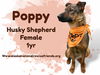 adoptable Dog in , AK named Poppy