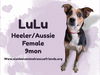 adoptable Dog in , AK named Lulu