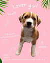 Hana's Ohana Litter