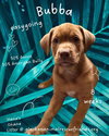 Hana's Ohana Litter