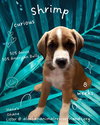 Hana's Ohana Litter