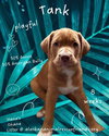 Hana's Ohana Litter