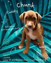 Hana's Ohana Litter
