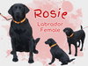 Rosie