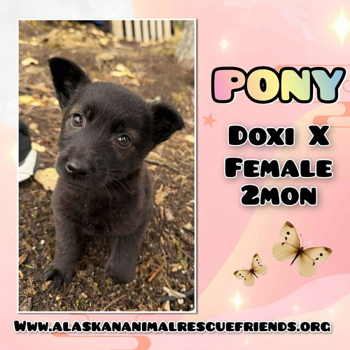 Pony