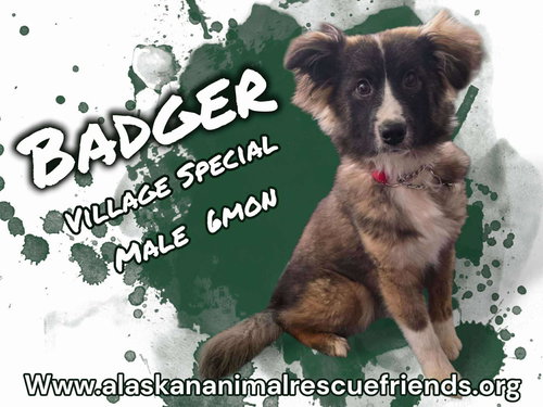 Badger