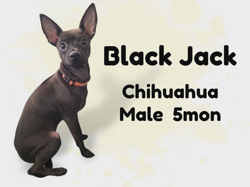 Blackjack
