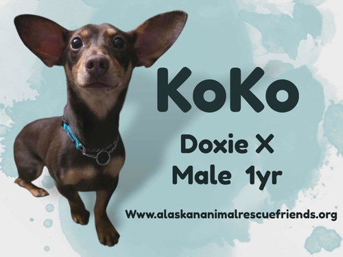 Koko