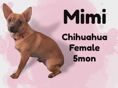 Mimi