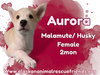 Aurora