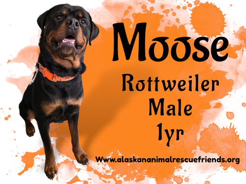 Moose