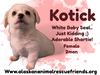 Kotick
