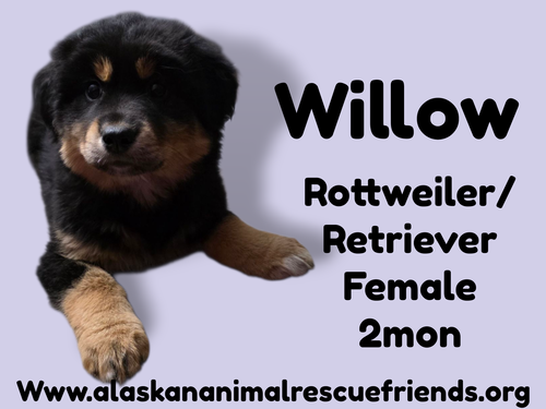 Willow