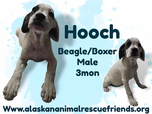 Hooch