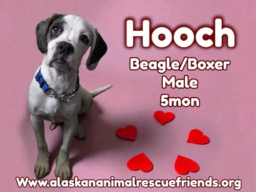 Hooch