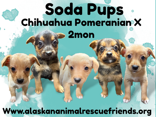 Soda Pups Litter - Starry