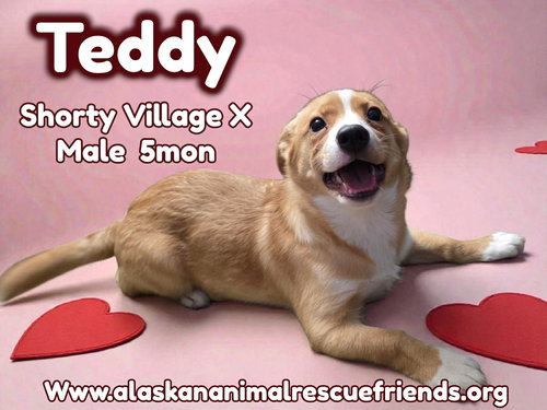 Teddy