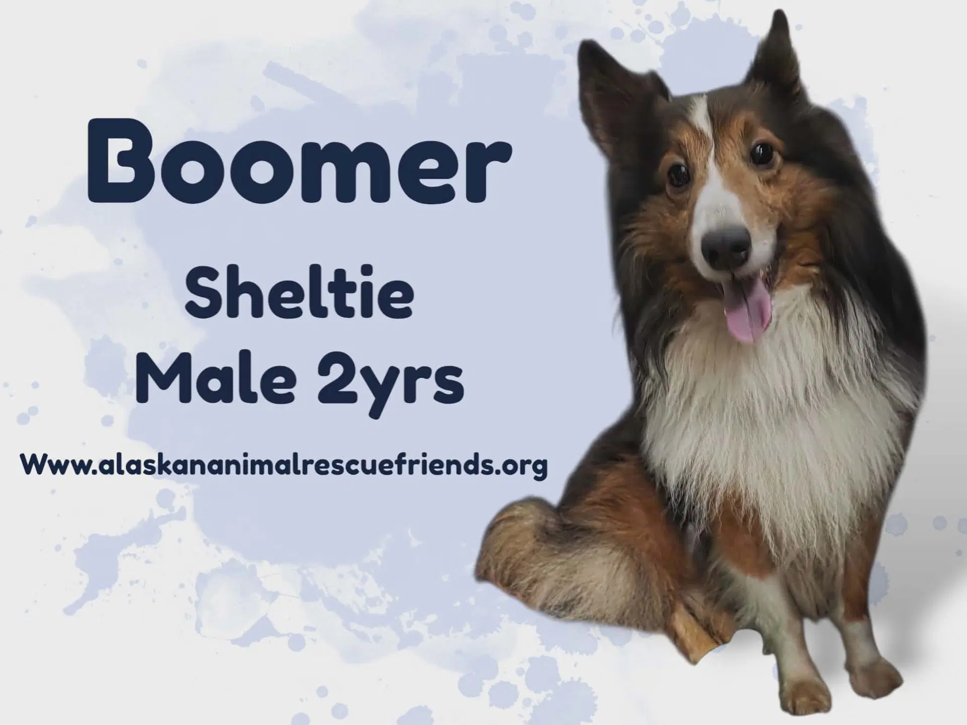 Boomer image 2
