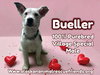 Bueller