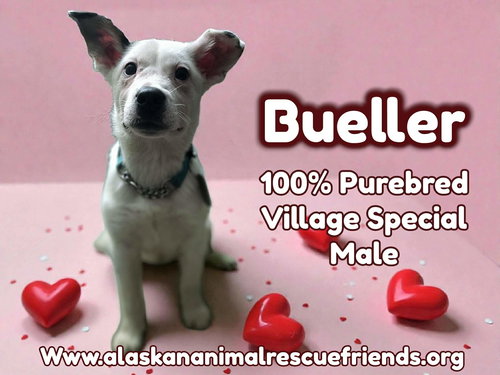 Bueller