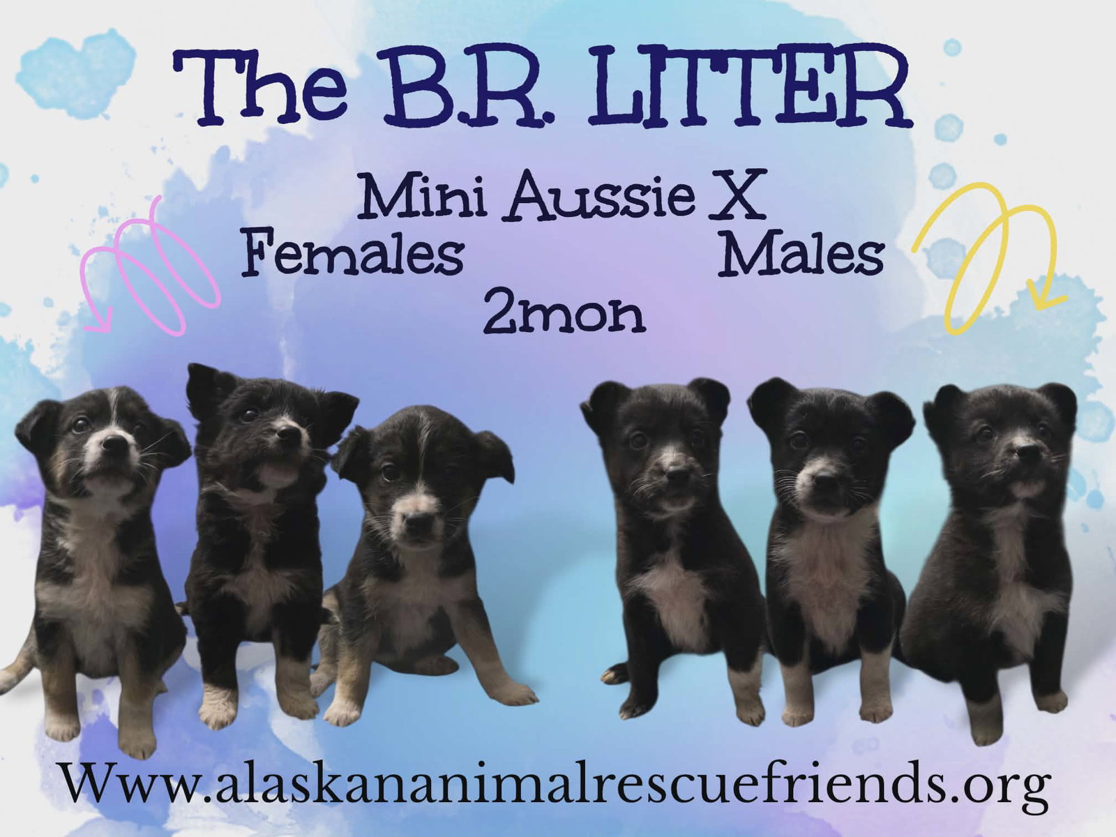 BR Litter
