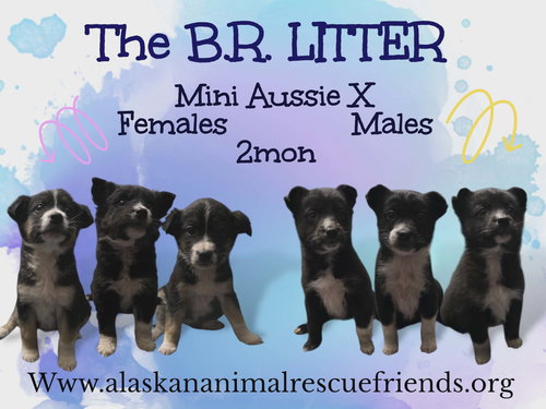 BR Litter