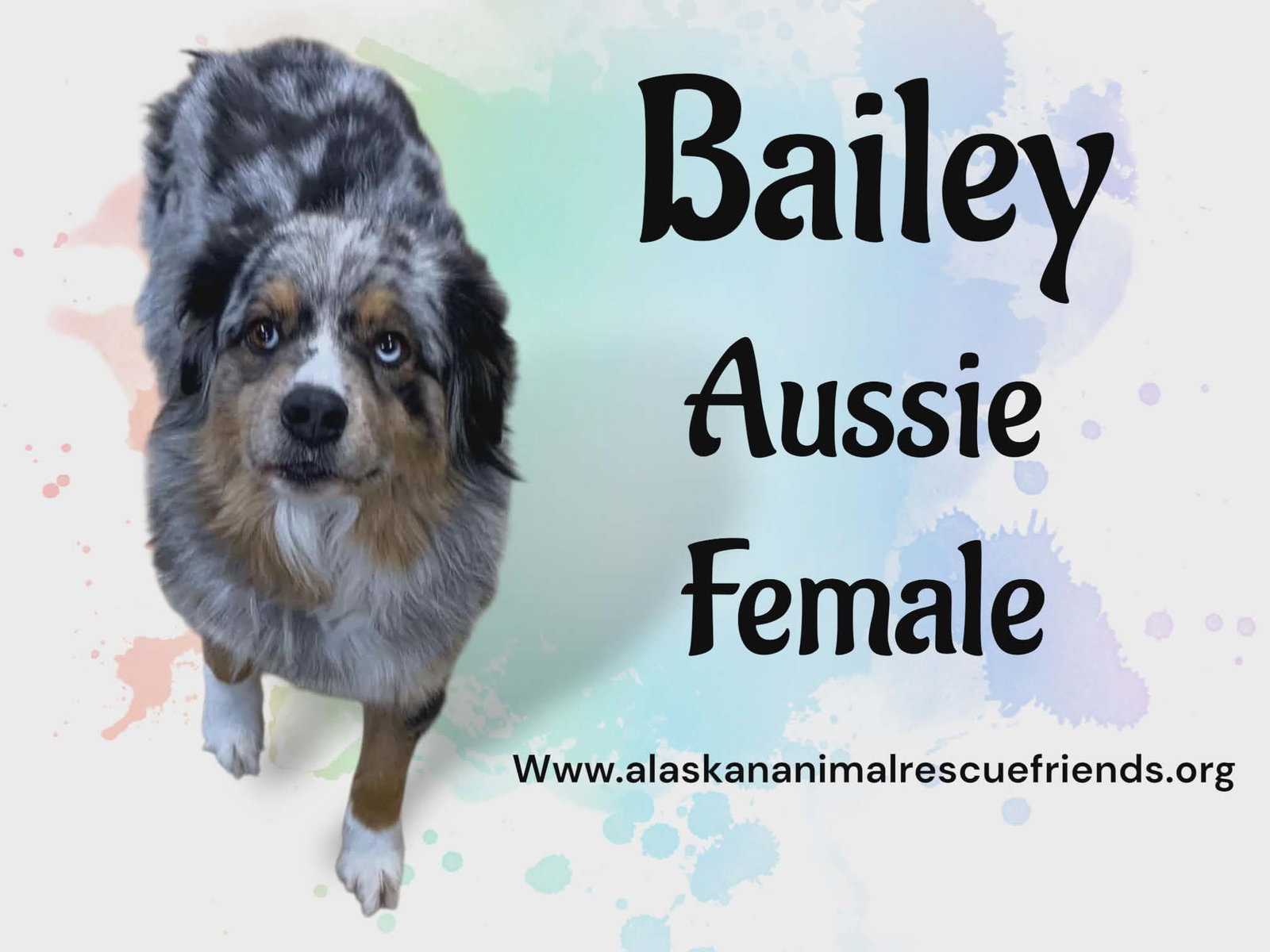 Bailey