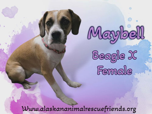 Maybell